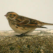 Lapland Longspur