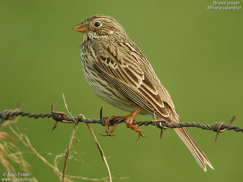 Corn Bunting