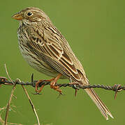 Corn Bunting