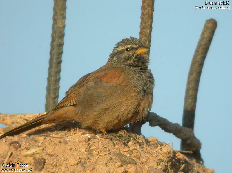 Striolated Bunting