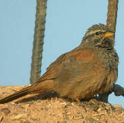 Striolated Bunting