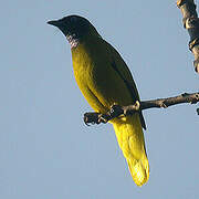 Black-headed Bulbul