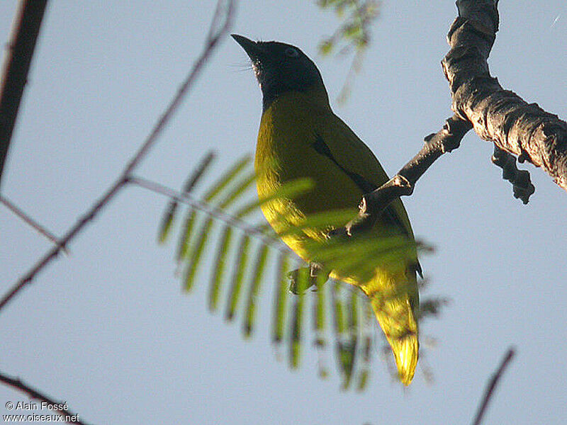 Black-headed Bulbuladult