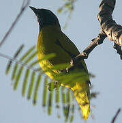 Bulbul cap-nègre