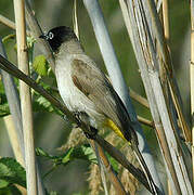 White-spectacled Bulbul