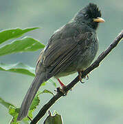 Reunion Bulbul