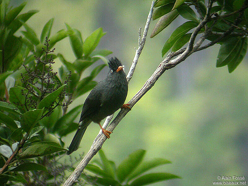 Reunion Bulbul