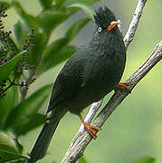 Reunion Bulbul