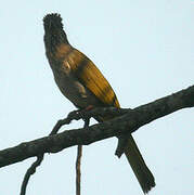 Bulbul de McClelland