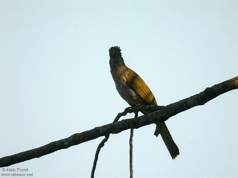 Bulbul de McClellandadulte