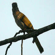 Mountain Bulbul