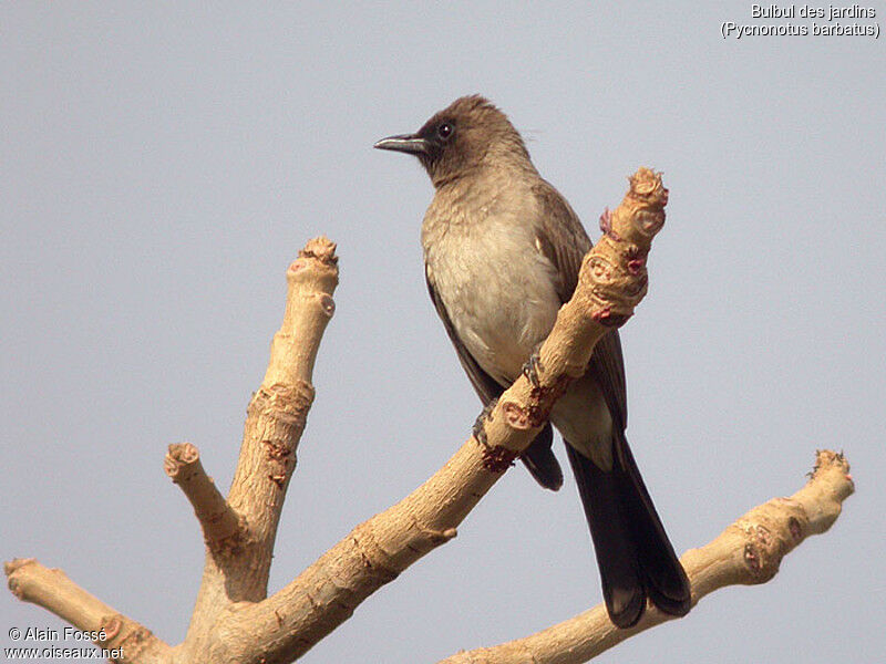 Bulbul des jardins