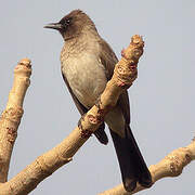 Common Bulbul