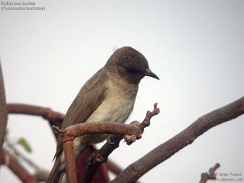 Bulbul des jardins