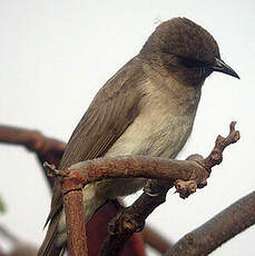 Bulbul des jardins