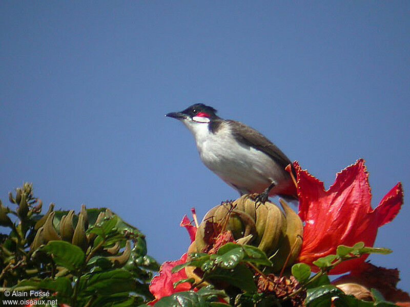 Red-whiskered Bulbul