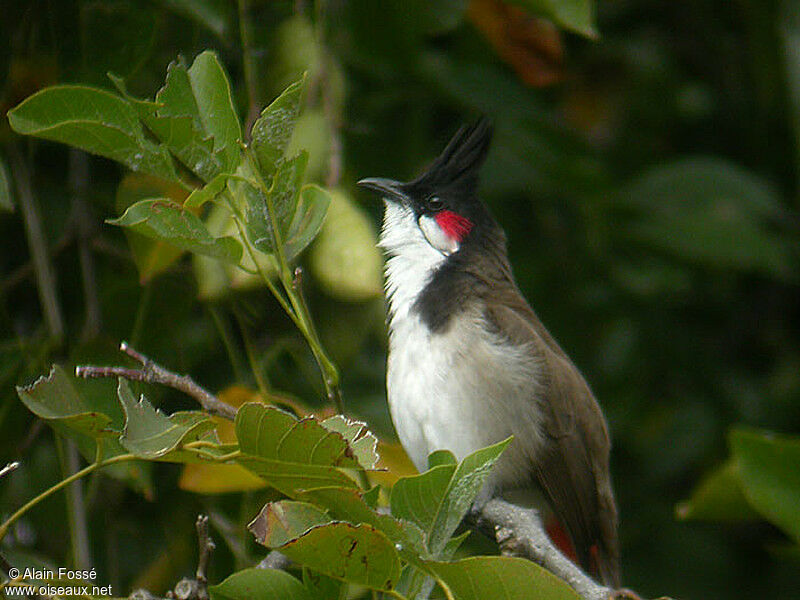 Red-whiskered Bulbul