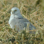 Pallid Harrier