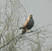 Long-legged Buzzard