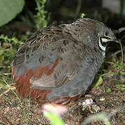 King Quail