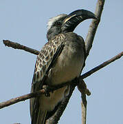 African Grey Hornbill