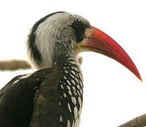 Western Red-billed Hornbill