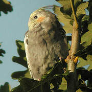 Cockatiel