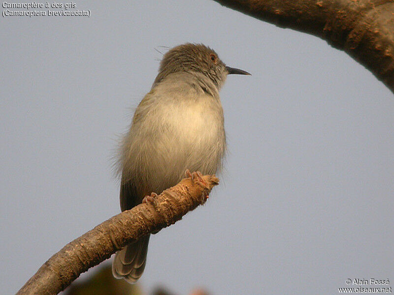 Camaroptère à dos gris