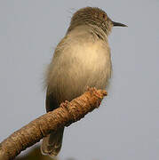 Grey-backed Camaroptera