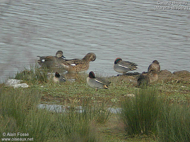 Gadwall