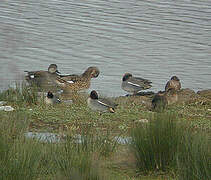 Canard chipeau