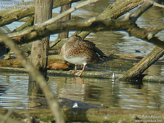 Canard chipeau