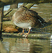 Canard chipeau