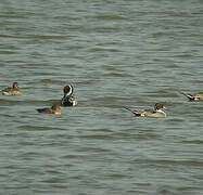 Canard pilet