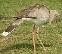 Red-legged Seriema