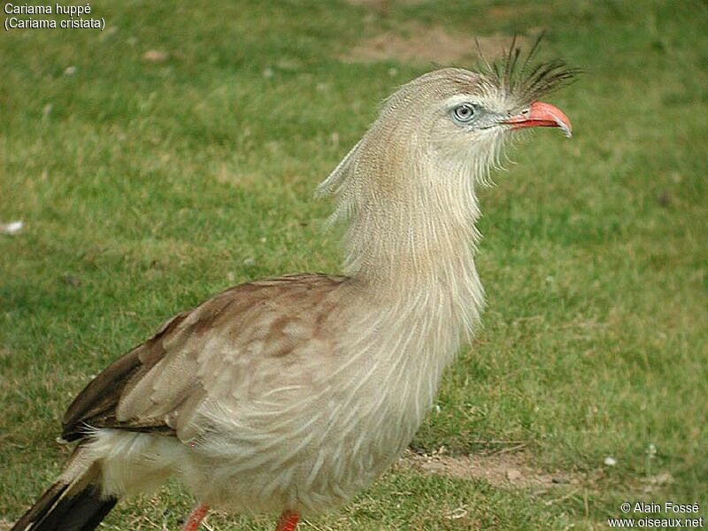 Red-legged Seriema