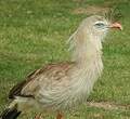 Cariama huppé
