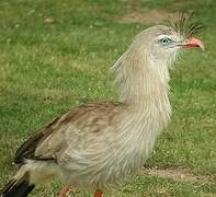 Red-legged Seriema