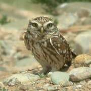 Little Owl