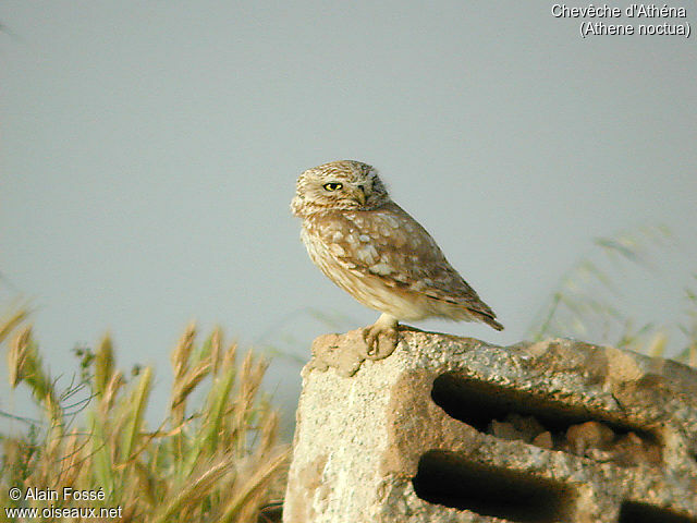 Little Owl