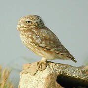 Little Owl