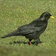 Alpine Chough