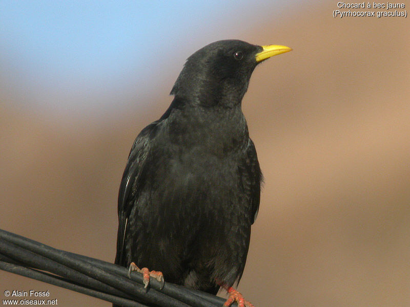 Alpine Chough