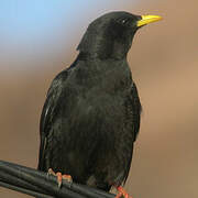 Alpine Chough