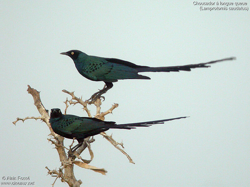 Long-tailed Glossy Starling