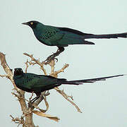 Long-tailed Glossy Starling