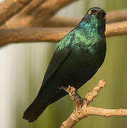 Greater Blue-eared Starling