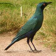 Greater Blue-eared Starling