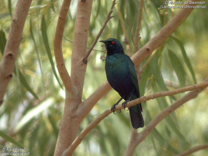 Lesser Blue-eared Starling