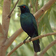 Lesser Blue-eared Starling